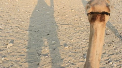 Camel riding in Cairo Stock Footage