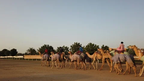 Camel riding in camelodrome at sunset Stock Footage 107659456