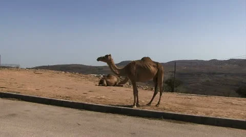 Camel by a road in Oman Stockbeeldmateriaal 11427632