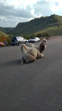 Camel on the road Stock Photos