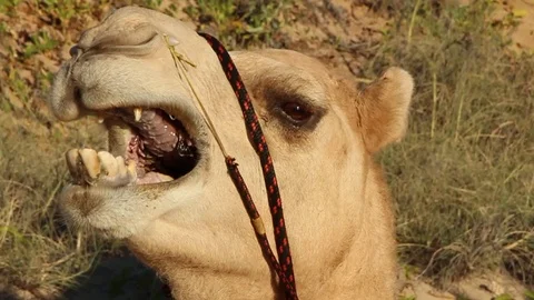 Camel Roar Stock Footage 85567543