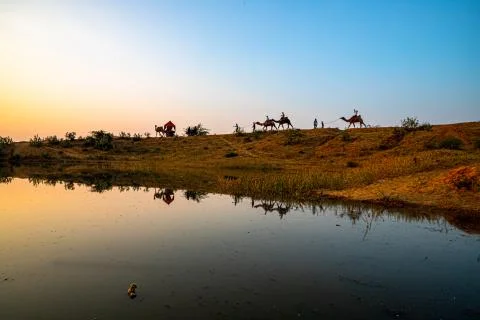 Camel in a row and reflection of camel at pushkar camel festival. Stock Photos
