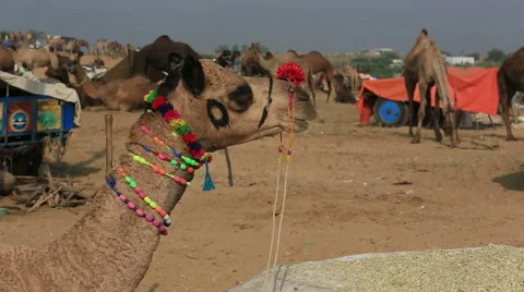 Camel ruminating and chewing Stock Footage 61363388