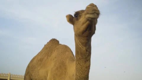 A camel ruminating on a farm in the desert, in Bahrain Stock Footage 245206053