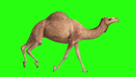 Camel Run Cycle Loopable Isolated on Green Screen Background 4K 스톡 동영상 158574455