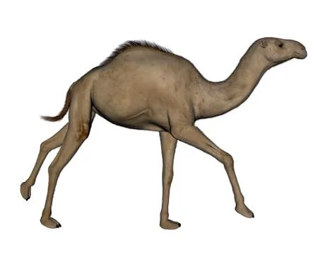 Camel running - 3D render Stock Illustration