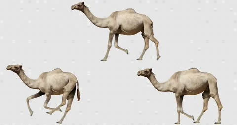 Camel Running and Walking Stock Footage 194106496
