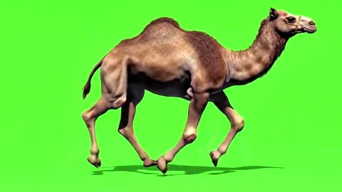 Camel running continuously of the middle point in pure clean green screen ch 스톡 동영상 318391072
