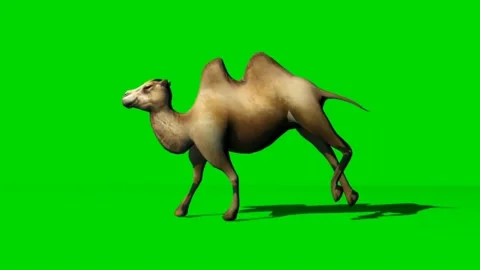 Camel Running on Green Screen 02 Stock Footage 223907620