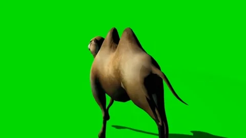 Camel Running on Green Screen 03 Stock Footage 223907619