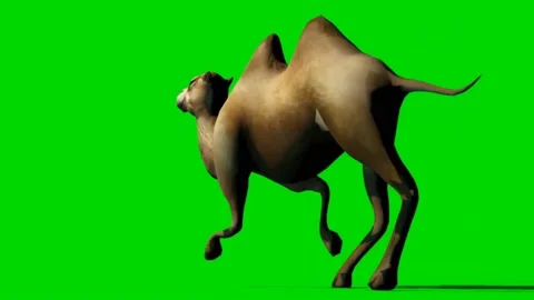 Camel Running on Green Screen 04 스톡 동영상 223907678