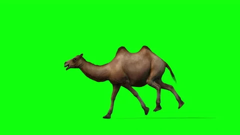 Camel Running, Side View Seamless Loop, Green Screen Chromakey Stock Footage 153594277