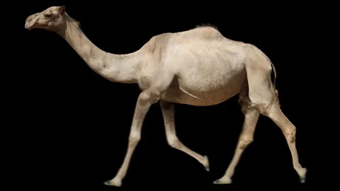 Camel running trot. Dromedary one-humped Somali arabian camel isolated. Stock Footage 80235068
