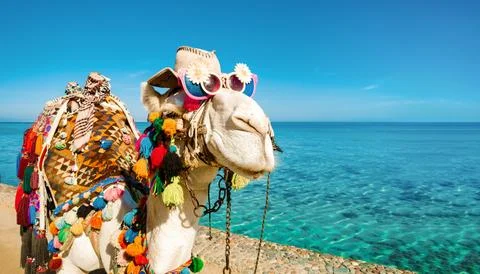 Camel 's muzzle in close - up with sunglasses and a hat . A cheerful animal o Photos
