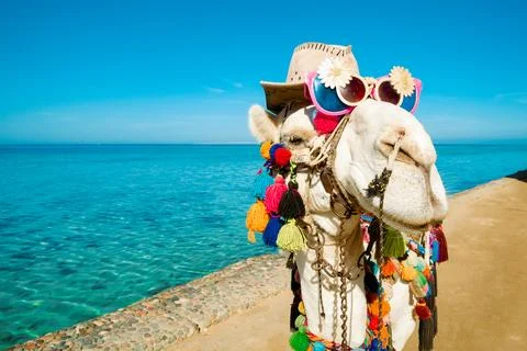 Camel 's muzzle in close - up with sunglasses and a hat . A cheerful animal o Stock Photos
