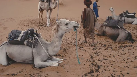 Camel saddle in the desert Stock Footage 88922476