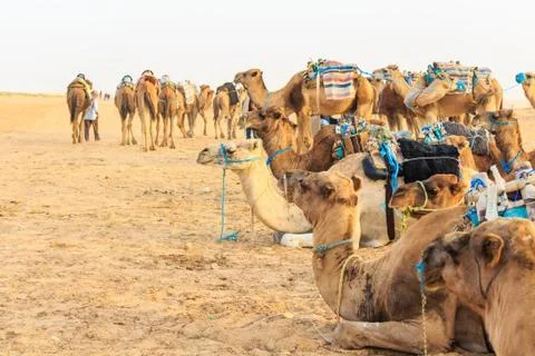 Camel saddled for ride Stock-Fotos