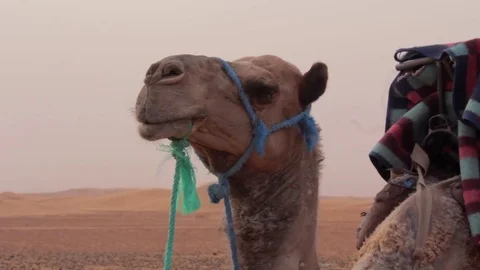 Camel in Sahara Desert, Morocco Video stock 76846596