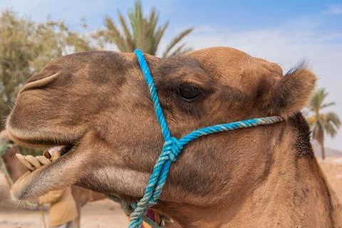 Camel in Sahara Stock Photos