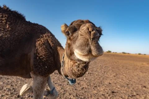 Camel in Sahara Stock Photos