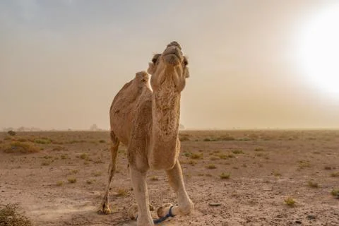 Camel in Sahara Stock Photos