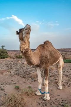 Camel in Sahara Stock Photos