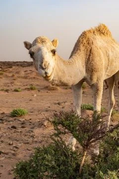 Camel in Sahara Stock Photos