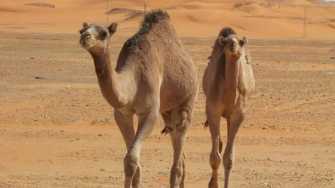 Camel in Sahara Stock Photos