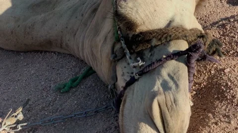 Camel on sand with bugs flies around. Close up Stock Footage 224709964