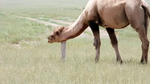 A camel scratches its head on a pole in the hot steppe in summer Stock Footage 278316636