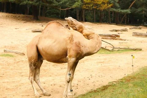 Camel scratching its head with a comical expression, showcasing its flexibl.. Stock Photos