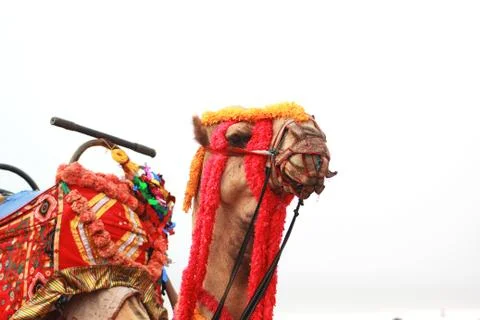 Camel at sea beach Stock Photos