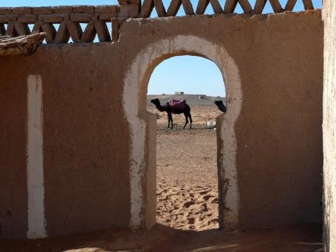 Camel as seen through gate Stock Photos