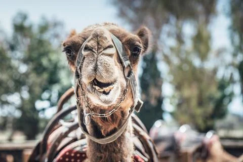 Camel. Selective focus close-up portrait Stock Photos