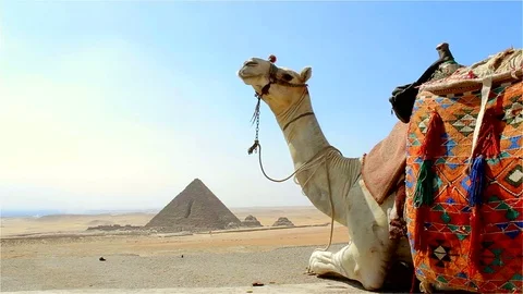 Camel setting down in front of Great Pyramids Giza Egypt Stock Footage