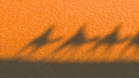 Camel shadows on the dunes Stock Footage 95248751