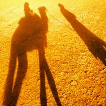 Camel Shadows Stock Photos