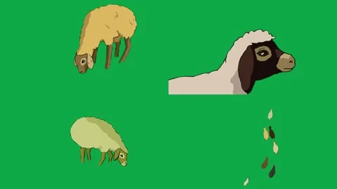 Camel Sheep Lamb Drop 2d animated cartoon character on green screen High Video stock 334703408