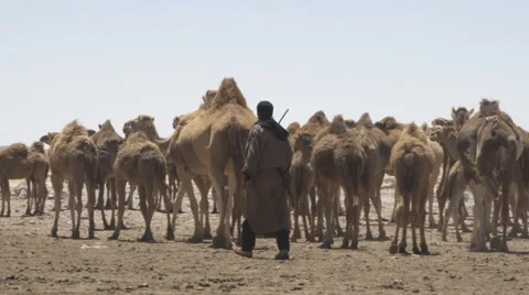 CAMEL shepherd Stock Footage 37329584