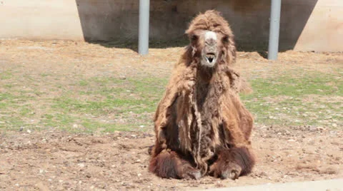 Camel show teeth Stock Footage 26176146