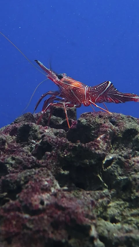 Camel shrimp crawling across the cliff in marine aquarium Stock Footage 336664304
