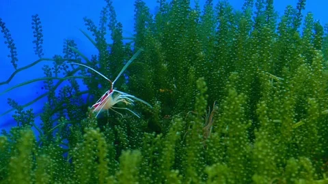 Camel shrimp (Hinge Beak Shrimp) close-up moving among seaweeds Stock Footage 135060907
