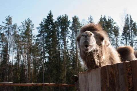 Camel in Siberia Stock Photos