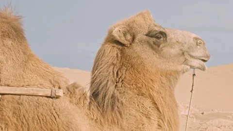 Camel Side Profile in Desert Landscape B-Roll Stock Footage 326031662