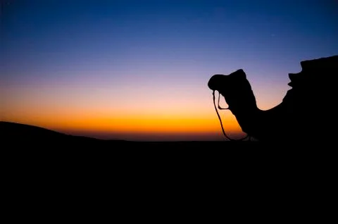 Camel Silhouette in Desert Stock Illustration