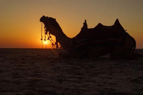 Camel Silhouette Stock Photos