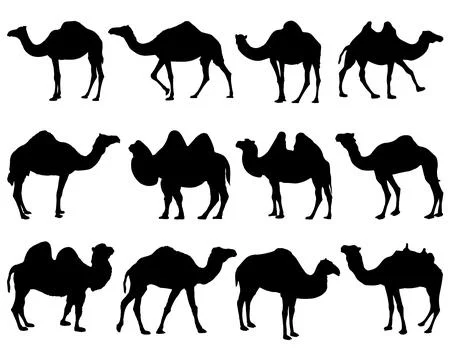 CAMEL SILHOUETTE VECTOR ART Stock Illustration