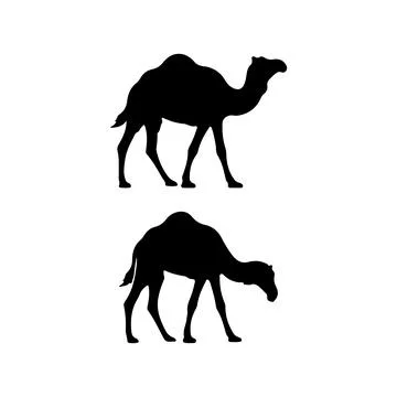 Camel Silhouette Vector Illustration Bundle Isolated on White Background 스톡 일러스트