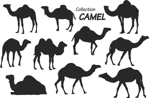 Camel silhouettes 스톡 일러스트
