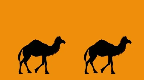 Camel silhouettes on an orange background Stock Footage 68143328